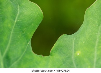 Green large leaf close up
