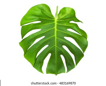 Monstera Leaf Stock Illustration 602703002 | Shutterstock