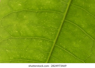 green large thick stringy leaf