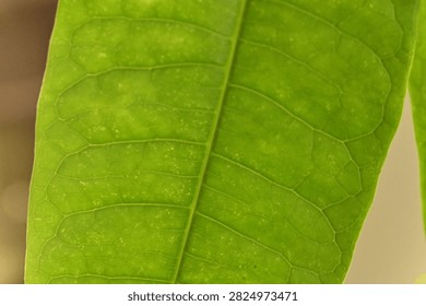 green large thick stringy leaf