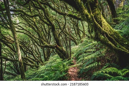 Green Laurel Forest In Tenerife