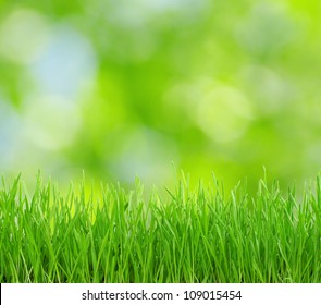 Green Lawn