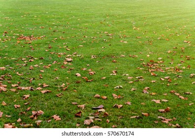 Green lawn with autumn leaves - Powered by Shutterstock