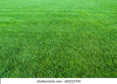 Green Lawn Background