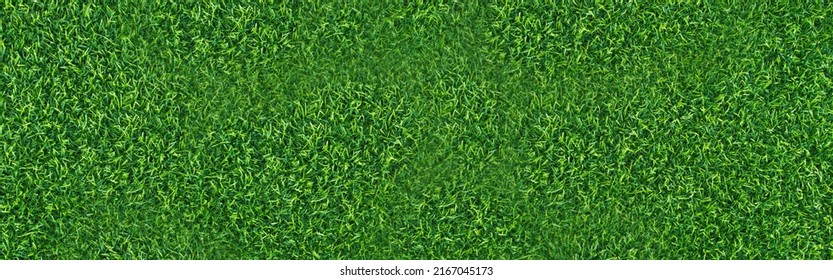 Green Lawn For Background.
Green Grass Background Texture. Top View.