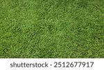 Green lawn background. Manila Grass is a native species of Thailand. Zoysia matrella (L.) Merr. var. matrella is an easy-to-grow grass that is resistant to trampling and easy to propagate quickly.