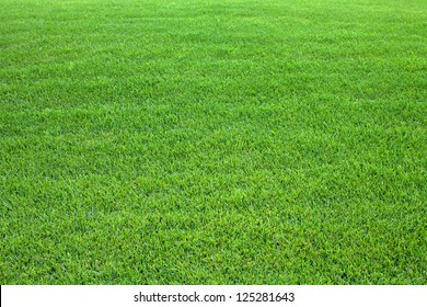Green lawn background. Nature background. Green grass texture. Spring fresh lawn carpet