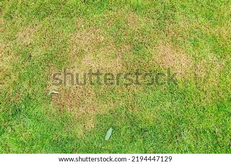 Green lawn with dead spot. disease cause amount of damage to green lawns, lawn in bad condition. Lawn problem	
