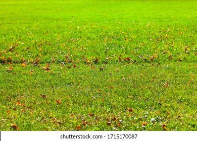 Green lawn with fallen leaves close-up. Autumn background.