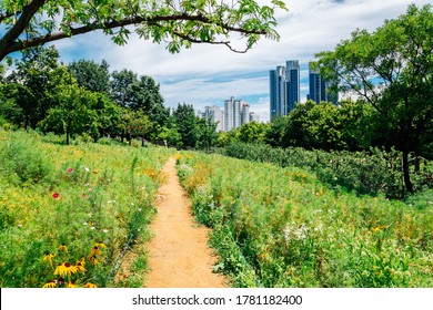 Green Lawn Field And Walkway At Seoul Forest Park In Korea