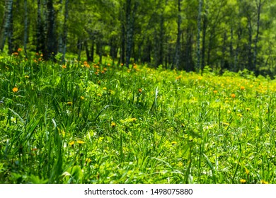 Green lawn with flowers on a forest background. Summer in the forest