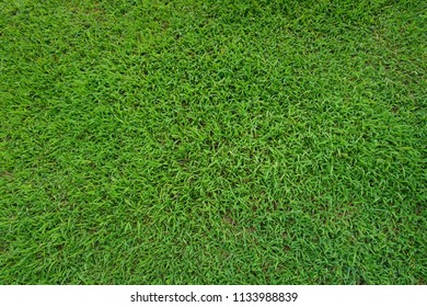 Green Lawn Fresh Manicured Lawn Grass Stock Photo 1133988839 | Shutterstock