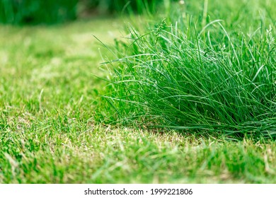 green lawn with grass of different lengths. Lawn care. Nature and gardening concept.