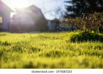 Green Lawn Grass Near The House In Sunlight, Beautiful Summer Background. Image With Selective Focus
