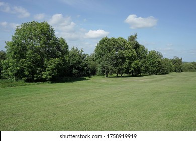 Green Lawn, Leafy Trees and a Blue Sky