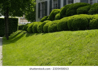 green lawn on the slope in front of the house with round bushes of boxwood at the top