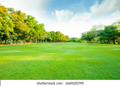 Green Lawn In Open Public Park 