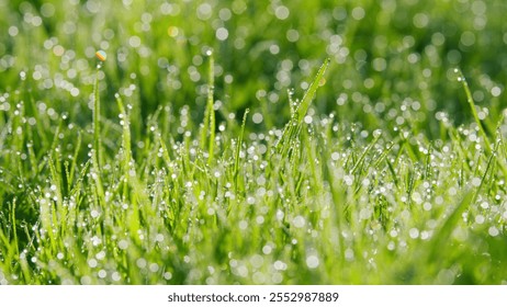 Green Lawn In Shining Dew In Sunrise Sunlight. Lush Uncut Green Grass With Drops Of Dew In Soft Morning Light. Pan. - Powered by Shutterstock