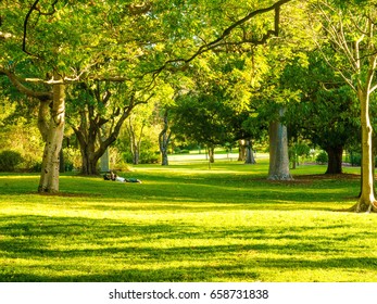 Park Trees Grasses Stock Photo 1167850783 | Shutterstock