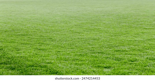 Green lawn with trimmed grass in the morning park - Powered by Shutterstock