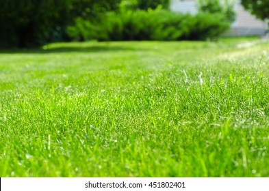 Green Lawn Yard