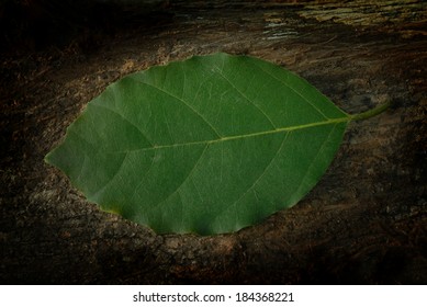 green leaf