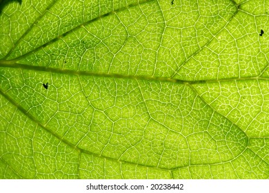 green leaf