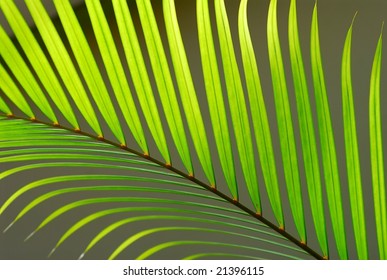 green leaf