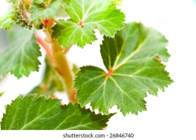 Green leaf.