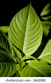 Green leaf