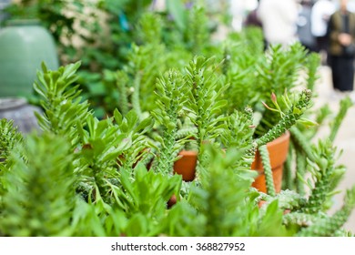 green leaf
