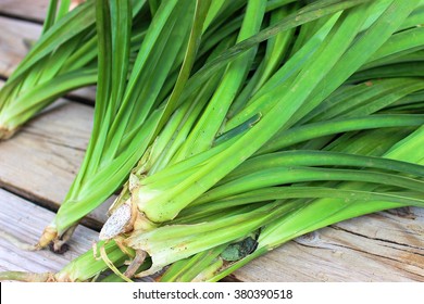 Green leaf 