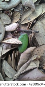 green leaf