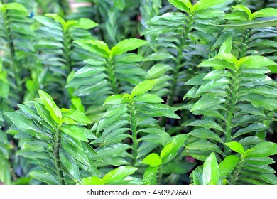green leaf