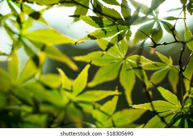 Green leaf