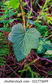 green leaf