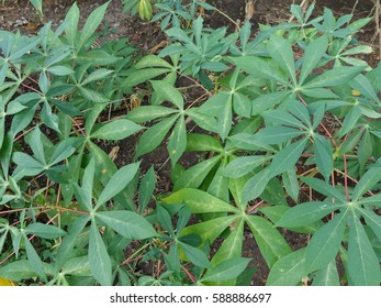 green leaf