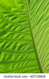  Green leaf