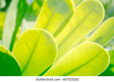green leaf 