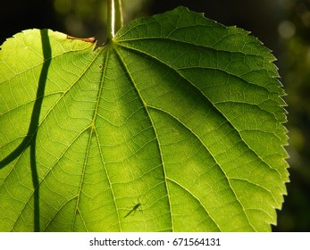 Green leaf 