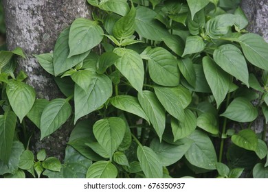 green leaf