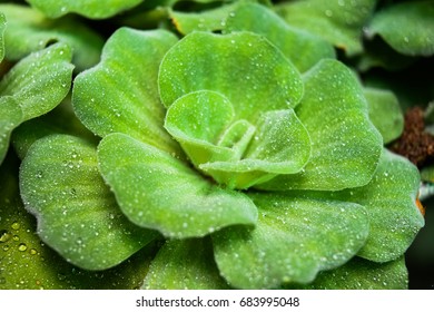 Green leaf