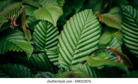 Green leaf