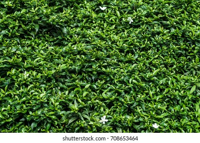 green leaf