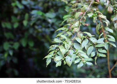 Green leaf
