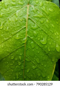 Green of  leaf  
