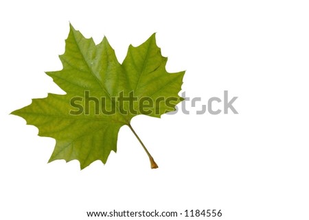 green leaf