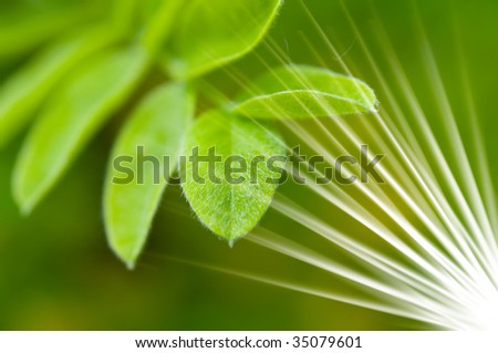 Similar – monster Leaf Green