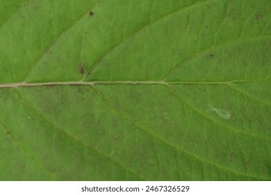 Green leaf abstract background, green macro deail of leaf background