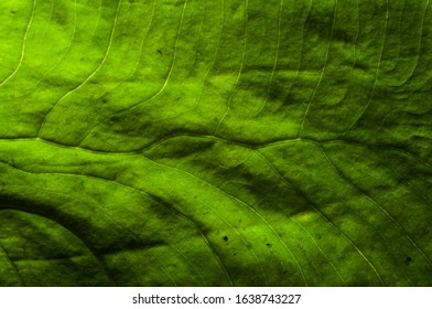 Green leaf with abstract structure macro photography.
